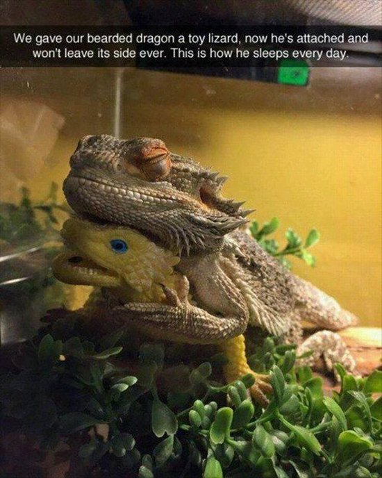 animal-snapchats-bearded-dragon-sleep-with-toy-lizard