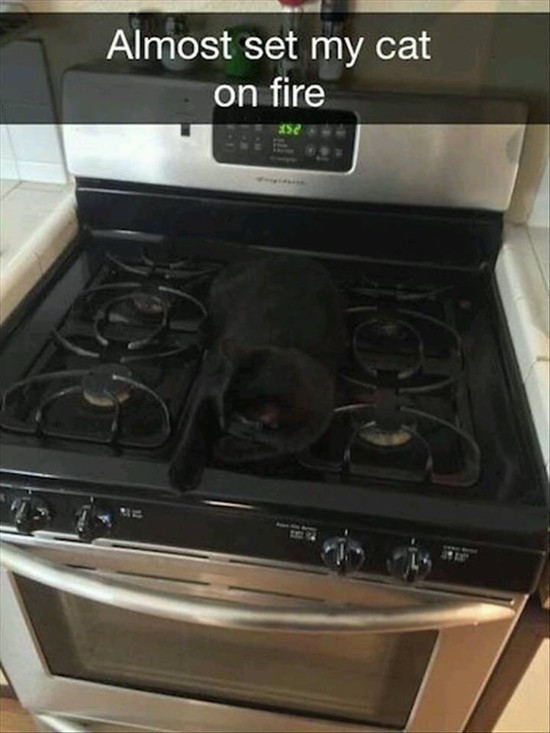 animal-snapchats-black-cat-on-stove