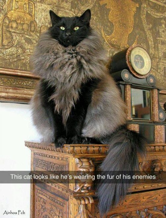 animal-snapchats-cat-fur-of-enemies