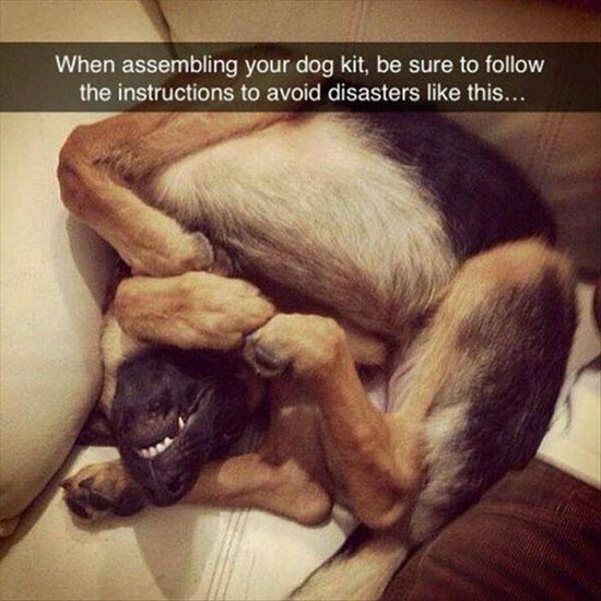 animal-snapchats-dog-assembly