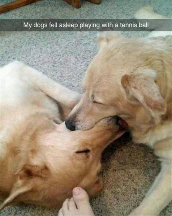 animal-snapchats-dog-sleep-with-ball