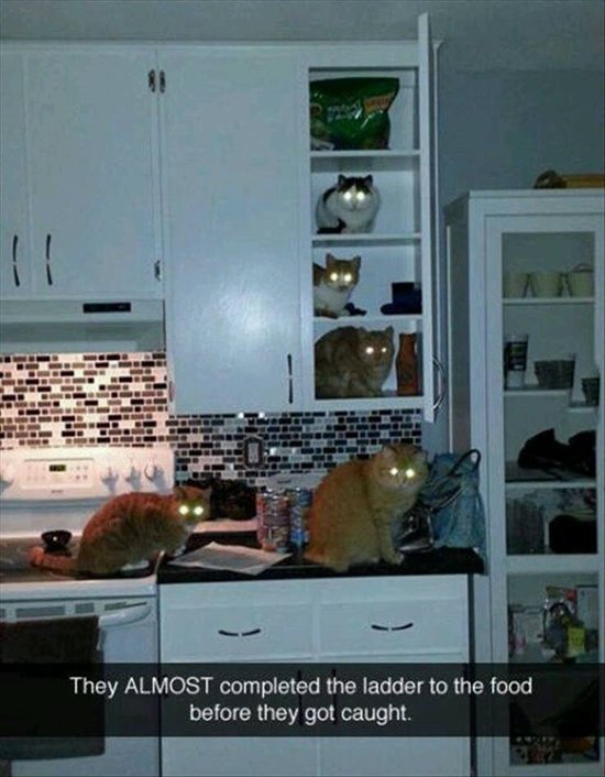 animal-snapchats-food-ladder-cats