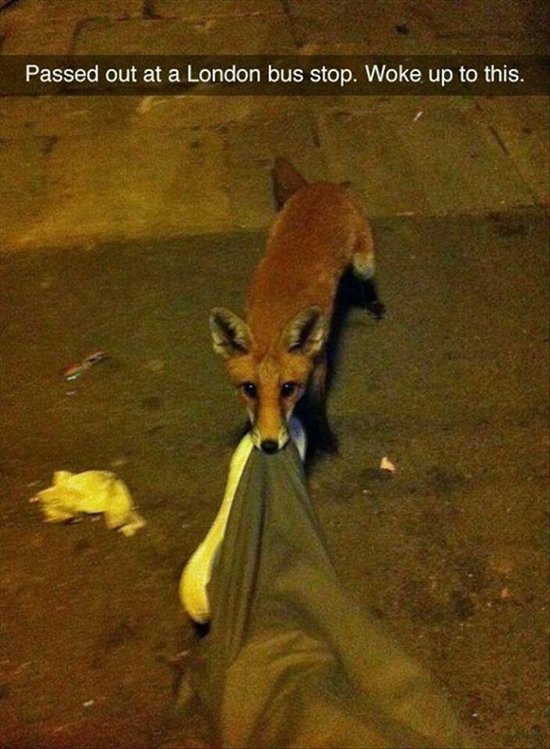 animal-snapchats-fox