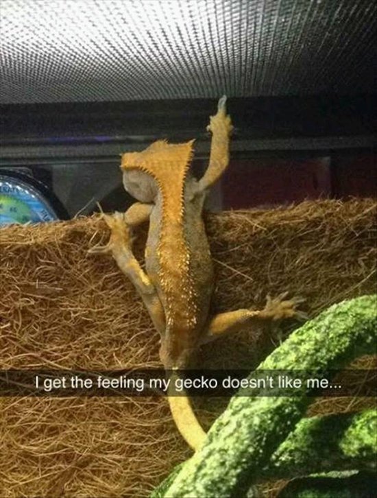 animal-snapchats-gecko-flipping-bird