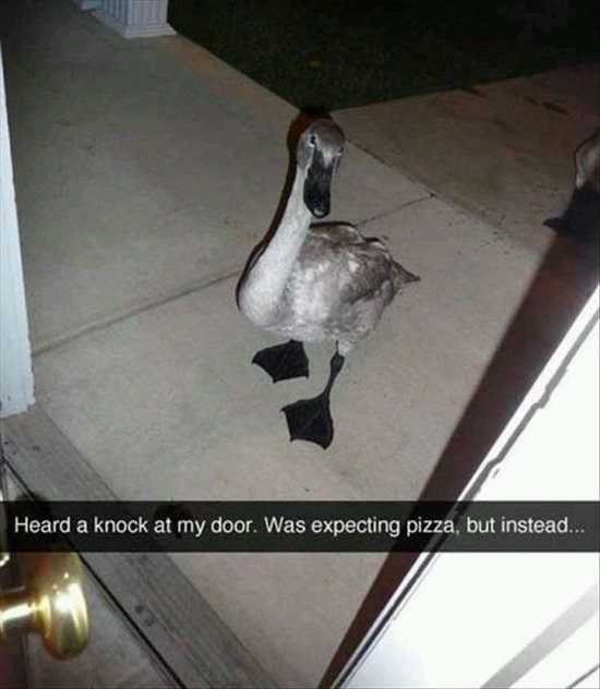 animal-snapchats-goose-at-door