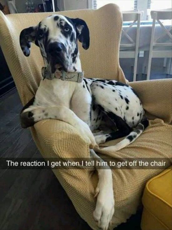 animal-snapchats-great-dane-get-off-chair