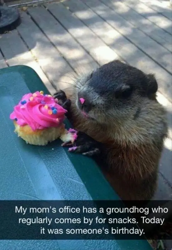 animal-snapchats-ground-hog-cupcake