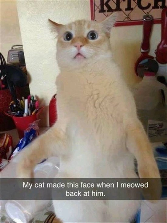 animal-snapchats-meow-back-cuss-out-mom