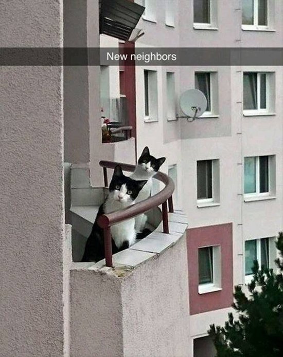 animal-snapchats-neighbor-cats