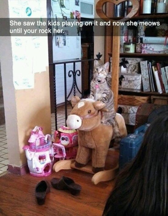 animal-snapchats-rocking-horse-cat