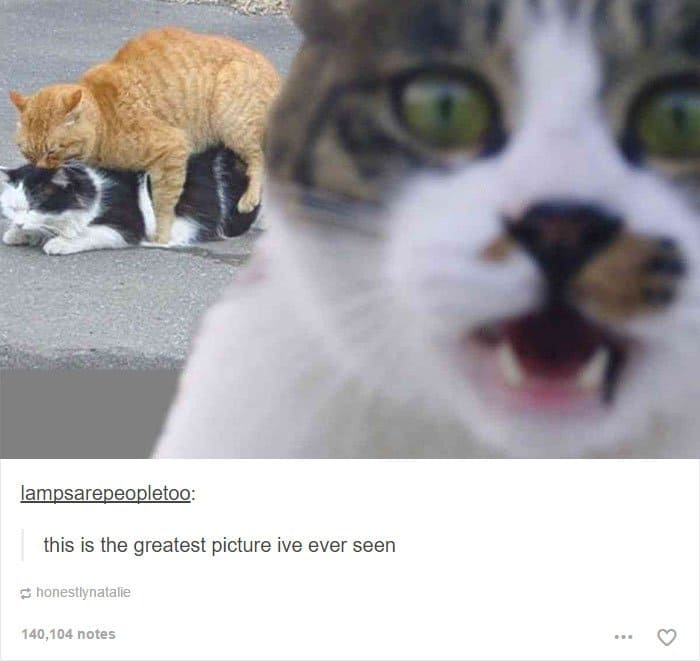 animal-tumblr-posts-cat-photobomb