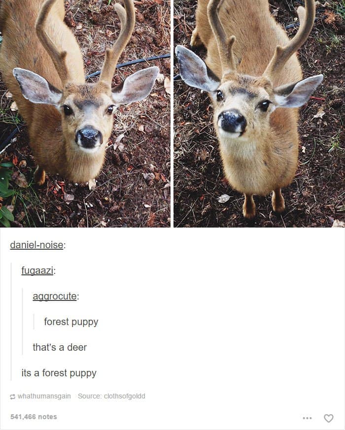 animal-tumblr-posts-forest-puppy