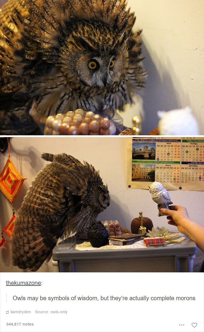 animal-tumblr-posts-moron-owl