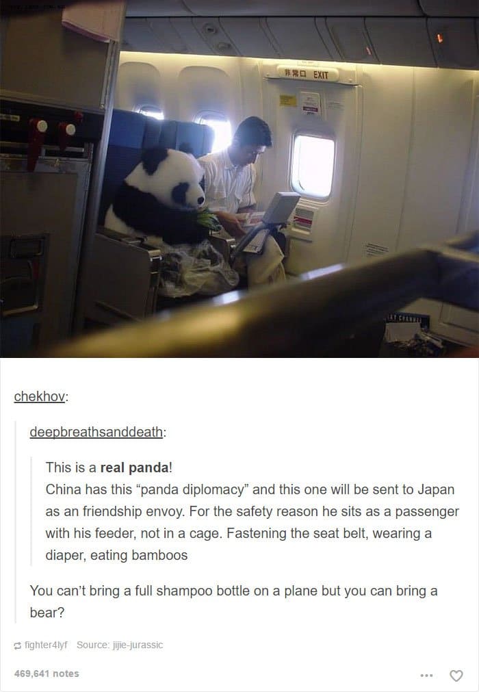 animal-tumblr-posts-panda-on-a-plane
