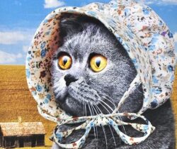 cat-bonnet