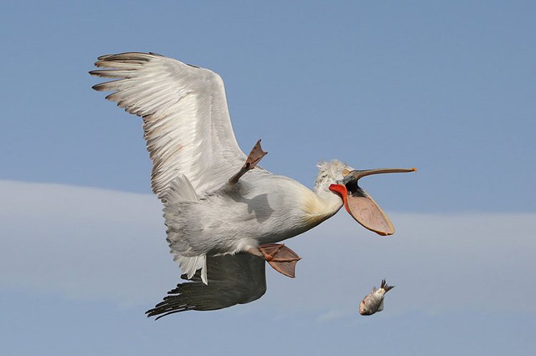 comedy-wildlife-photos-dropped-fish-pelican