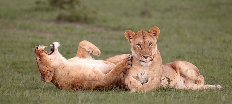 comedy-wildlife-photos-lioness-joke-doorbell