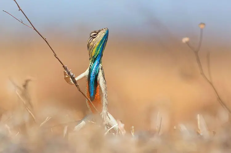 comedy-wildlife-photos-lizard-pose-good-side