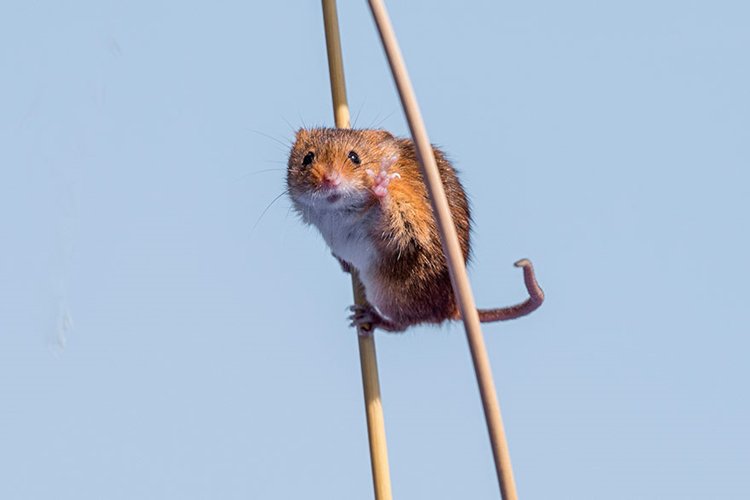 comedy-wildlife-photos-mouse-stilts