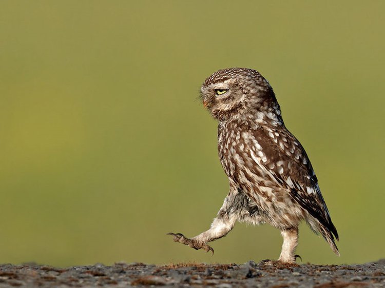 comedy-wildlife-photos-owl-stroll