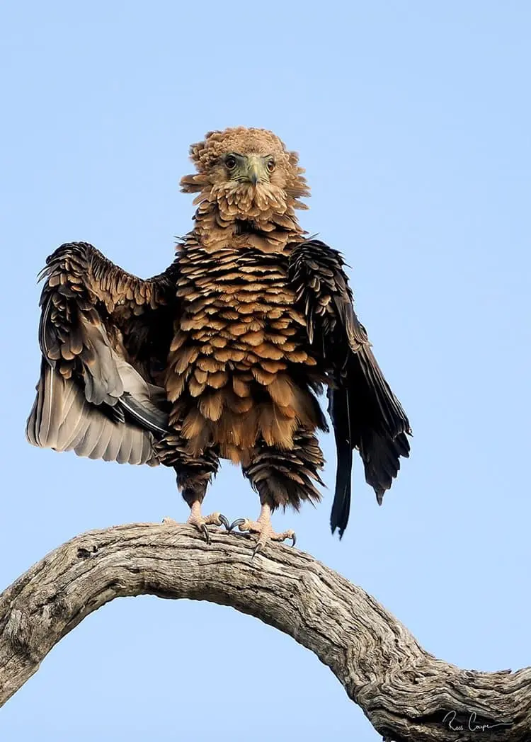 comedy-wildlife-photos-puffed-eagle