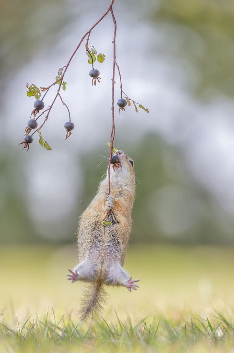 comedy-wildlife-photos-reaching-berries