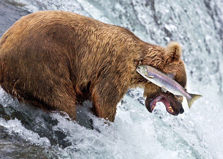 comedy-wildlife-photos-salmon-fail