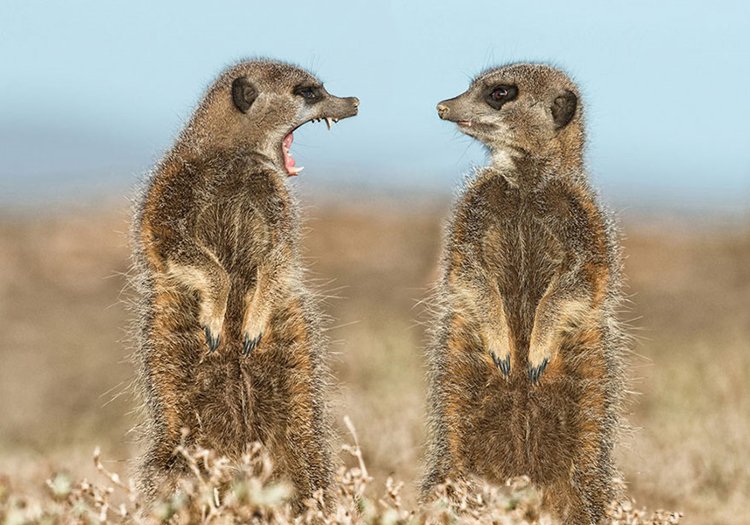comedy-wildlife-photos-shouting-meercats