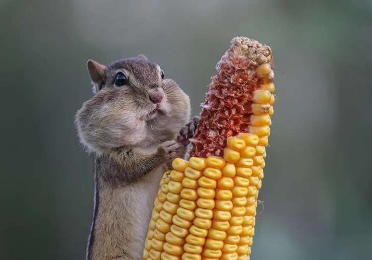 comedy-wildlife-photos-someone-likes-corn