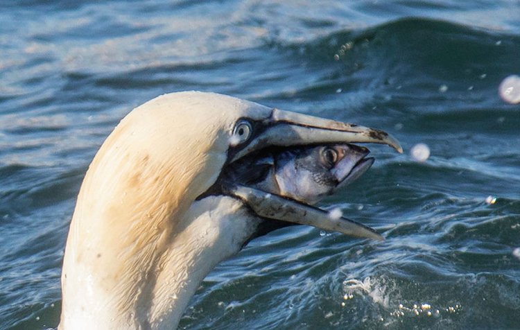 comedy-wildlife-photos-swallow-fish