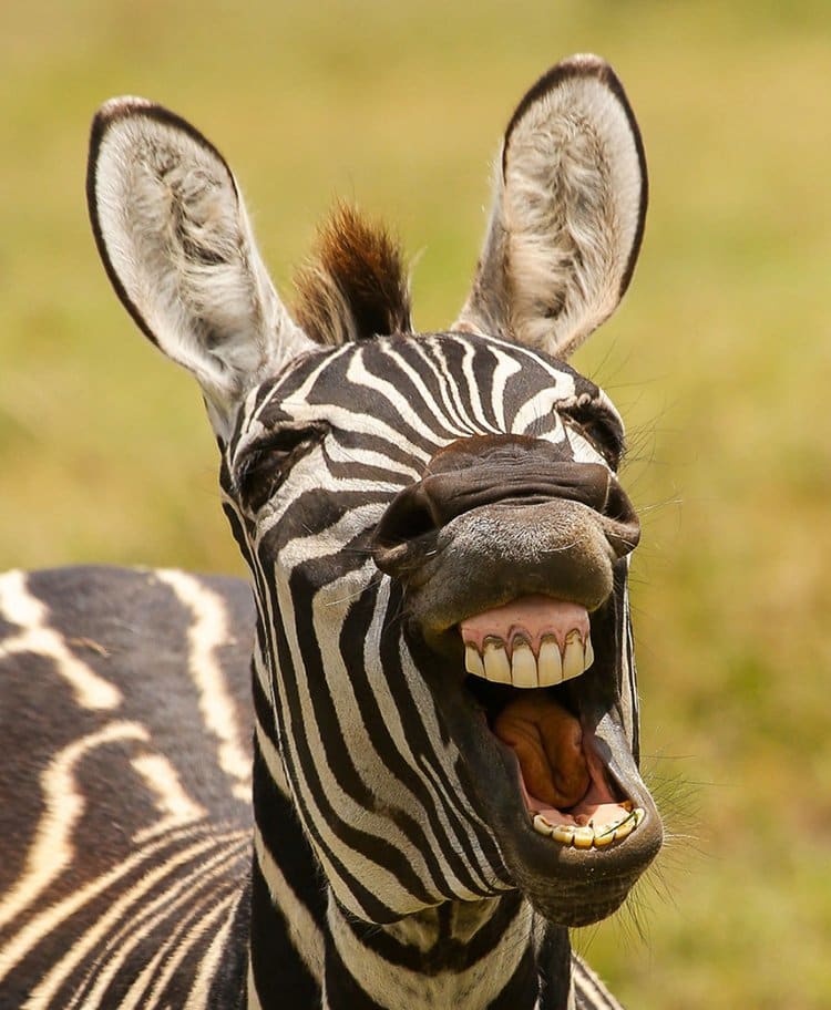comedy-wildlife-photos-zebra-yawn