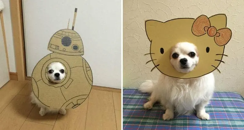 dog-costume-cardboard-cutouts