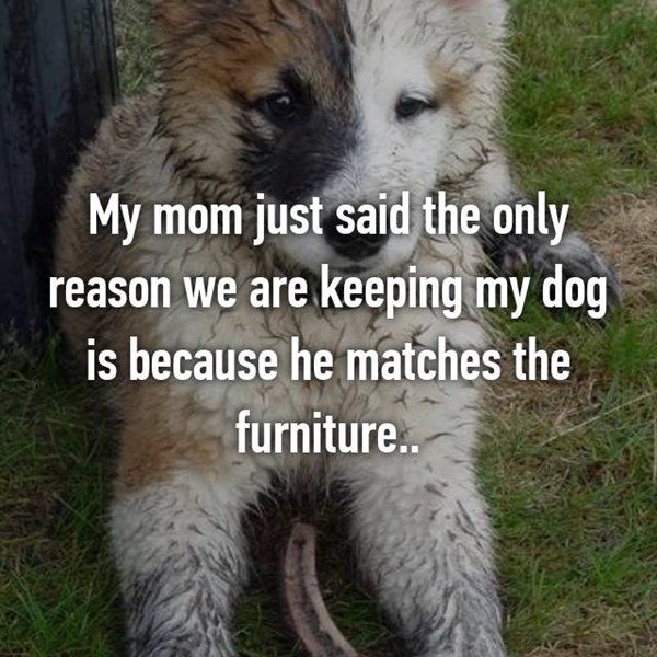 embarrassing-parent-things-dog-matched-furniture