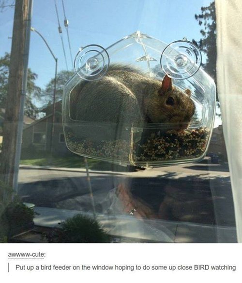 funny-animal-pictures-bird-feeder-squirrel