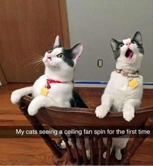 funny-animal-pictures-cats-watching-ceiling-fan