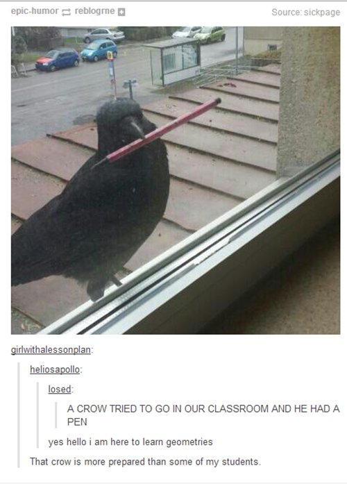 funny-animal-pictures-crow-pen