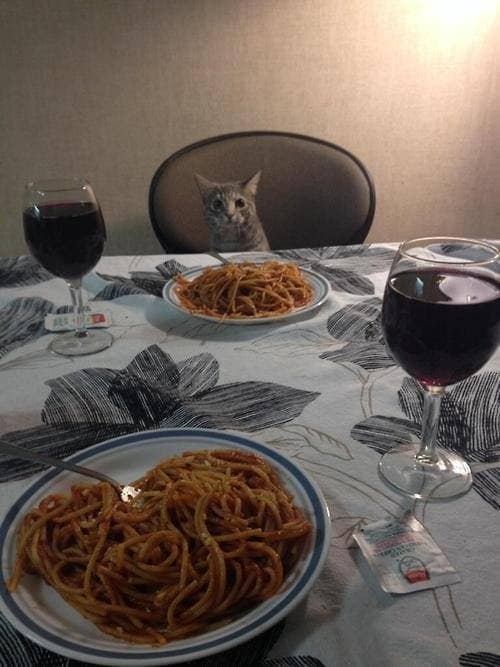 funny-animal-pictures-date-night-cat