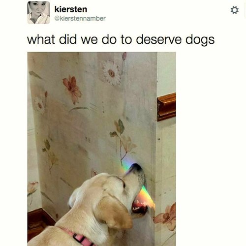 funny-animal-pictures-dog-eating-rainbow