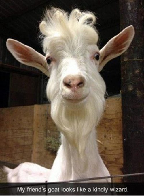 funny-animal-pictures-goat-kind-wizard-dumbledore