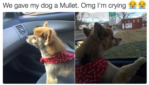 funny-animal-pictures-mullet-dog