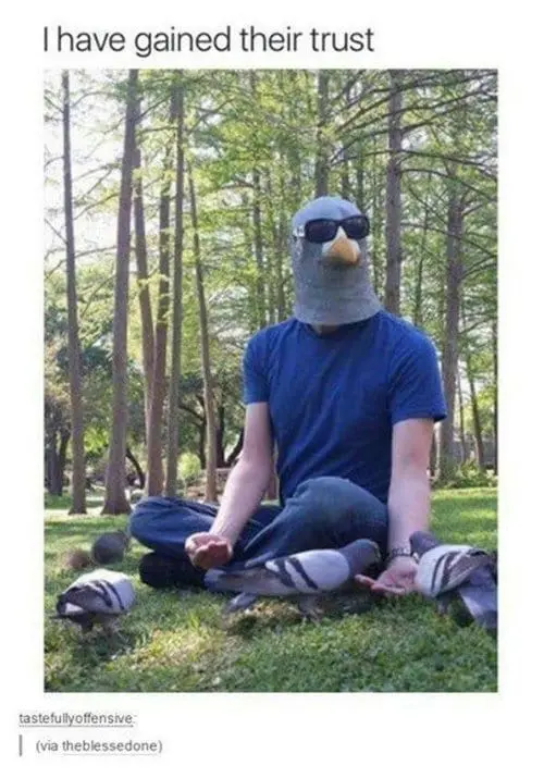 funny-animal-pictures-pigeon-mask
