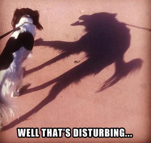 funny-animal-pictures-scary-shadow