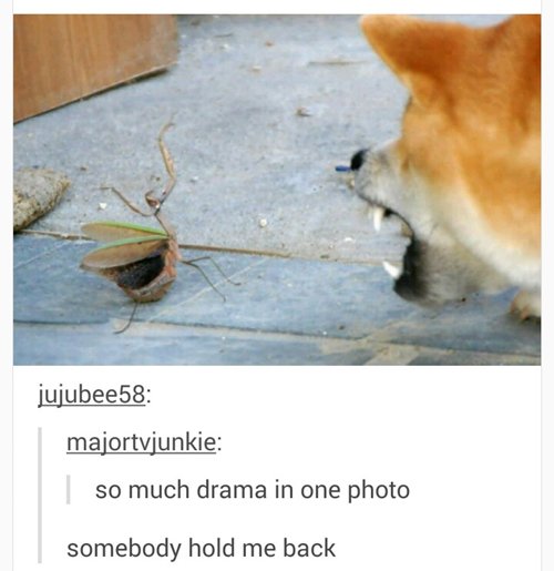 funny-animal-pictures-shibu-mantis