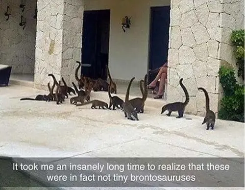 funny-animal-pictures-tiny-brontosaurus