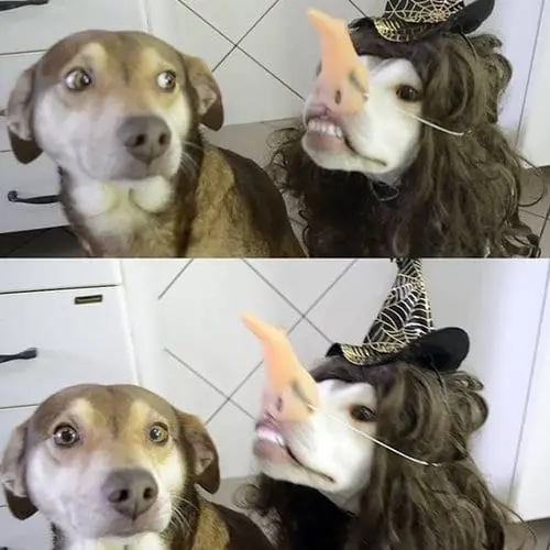 funny-animal-pictures-witch-doggo