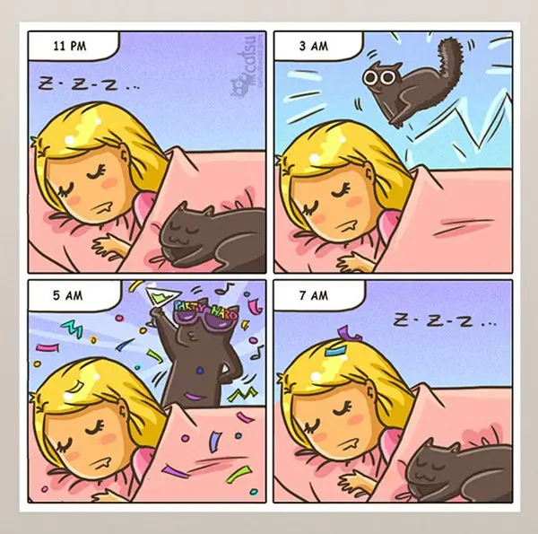 life-with-cats-up-all-night