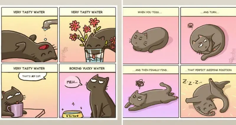 life-with-cats