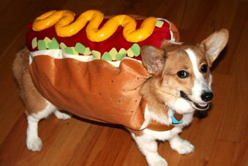 pet-halloween-costumes-hotdog