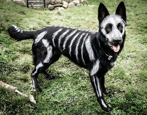 pet-halloween-costumes-skeleton-dog