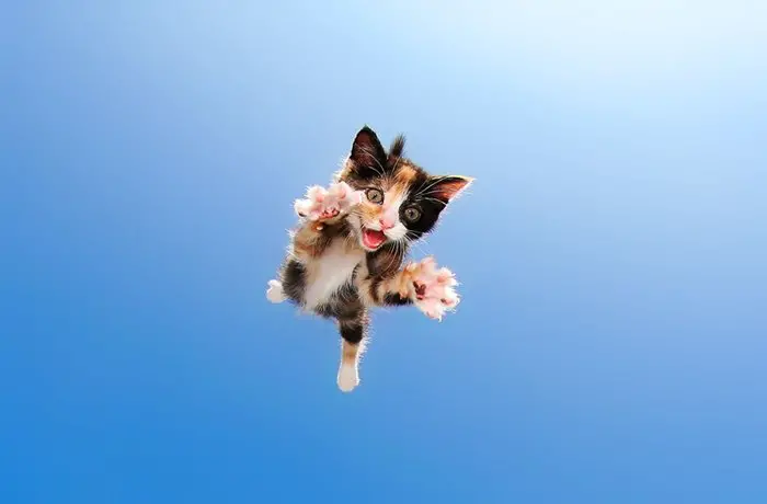 rescue-kittens-pouncing-zeppelin
